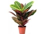 CROTON