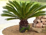 CYCAS