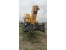 2015 model 15 metre sepetli vin�